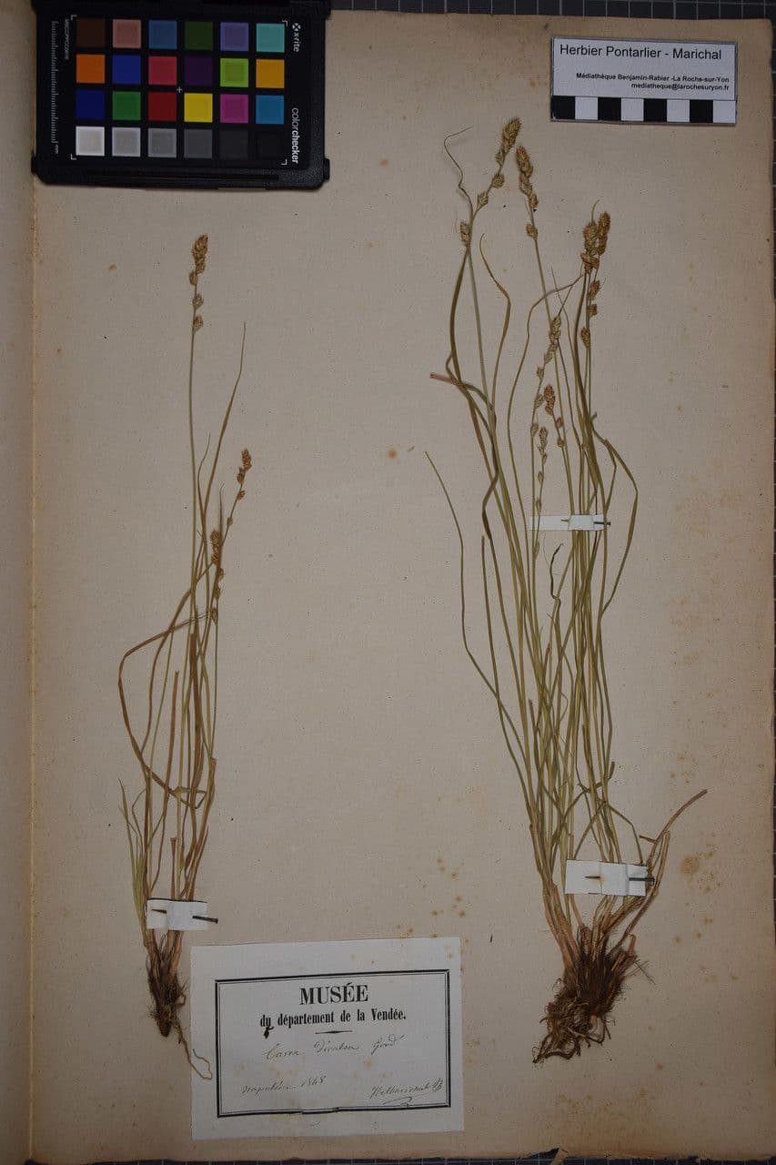 Carice stellata 22