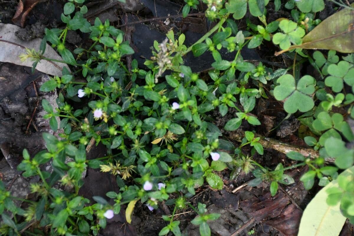 Justicia procumbens subsp. procumbens 6