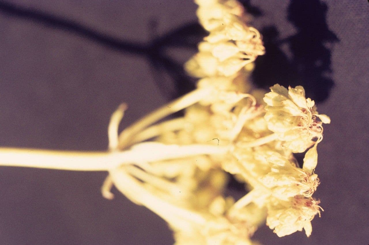Eriogonum 3