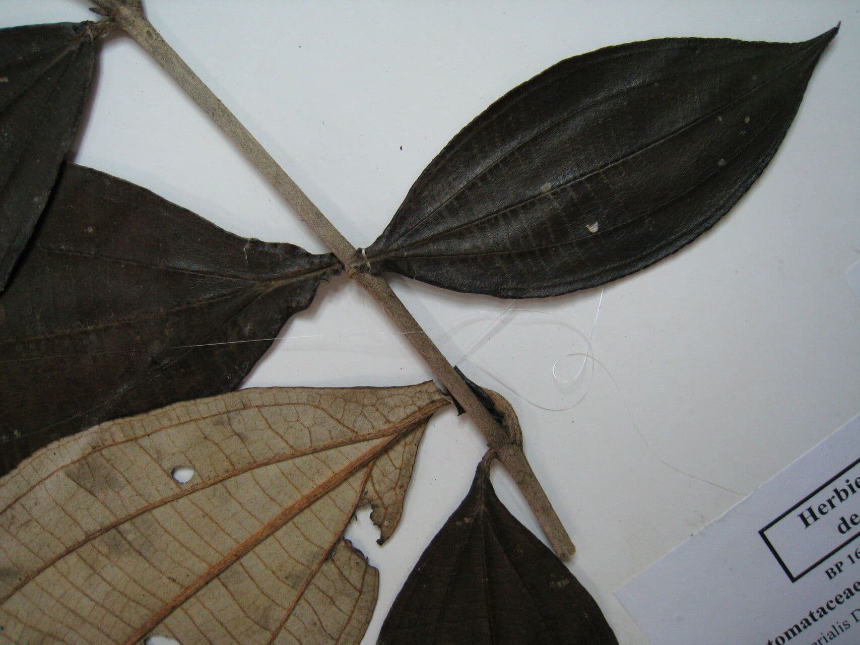 Miconia 14