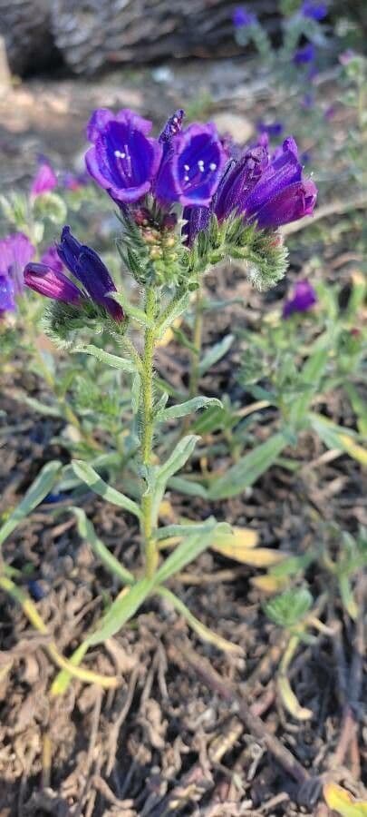 Flor morada 13