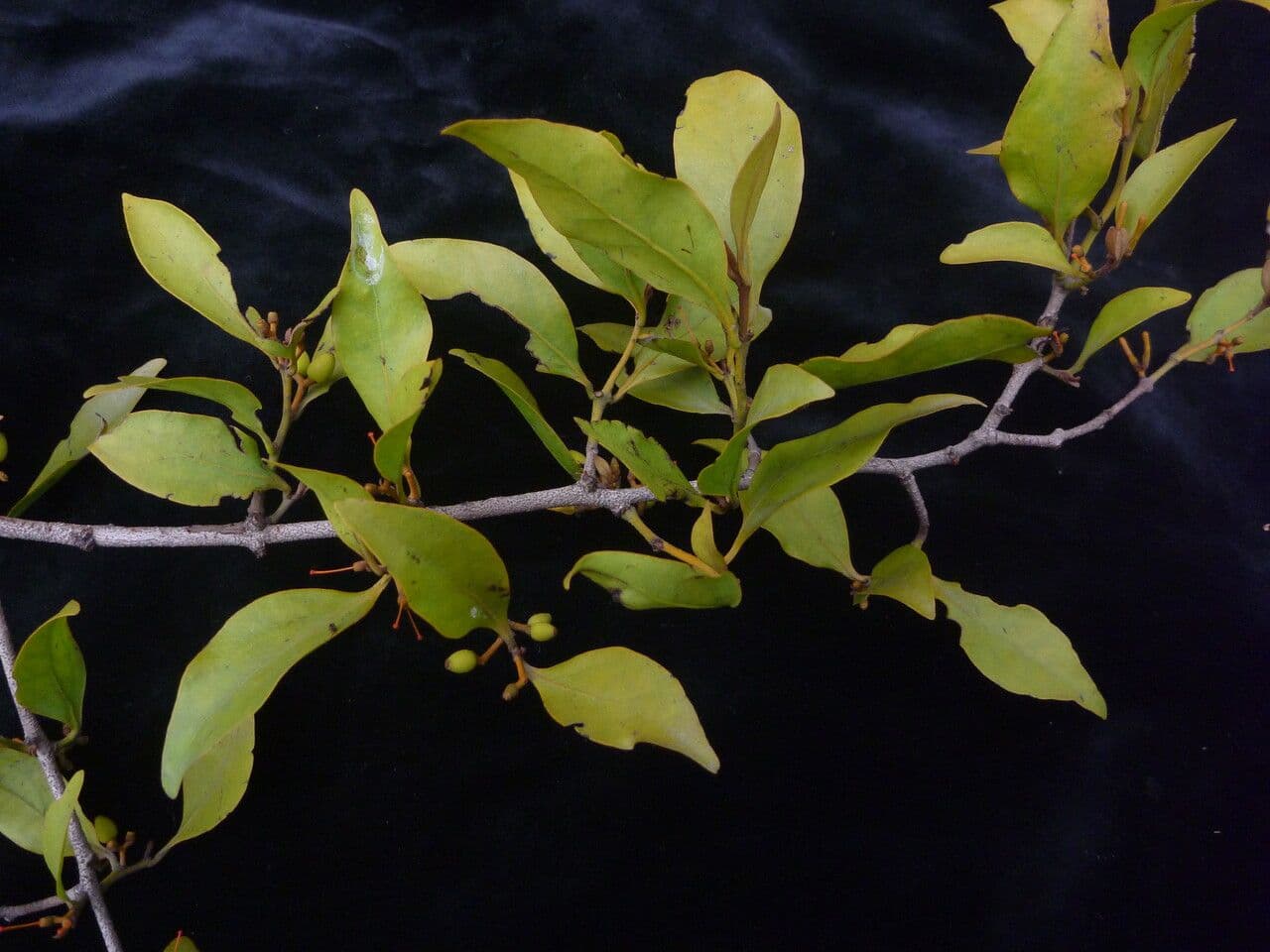 Helixanthera 5