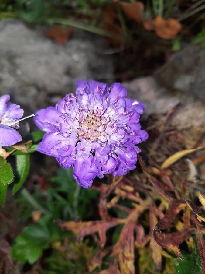 Vedovina lucida 7