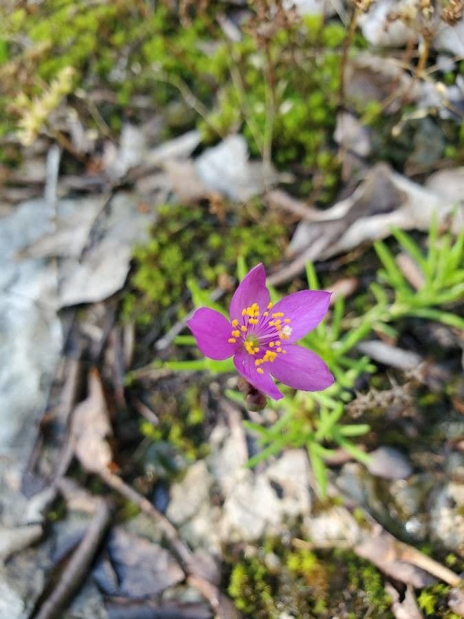 Phemeranthus