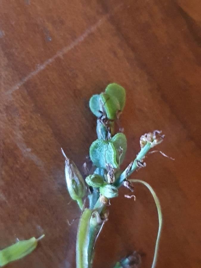 Chlorophytum gallabatense 5