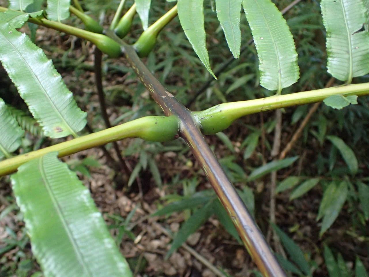 Ptisana 13