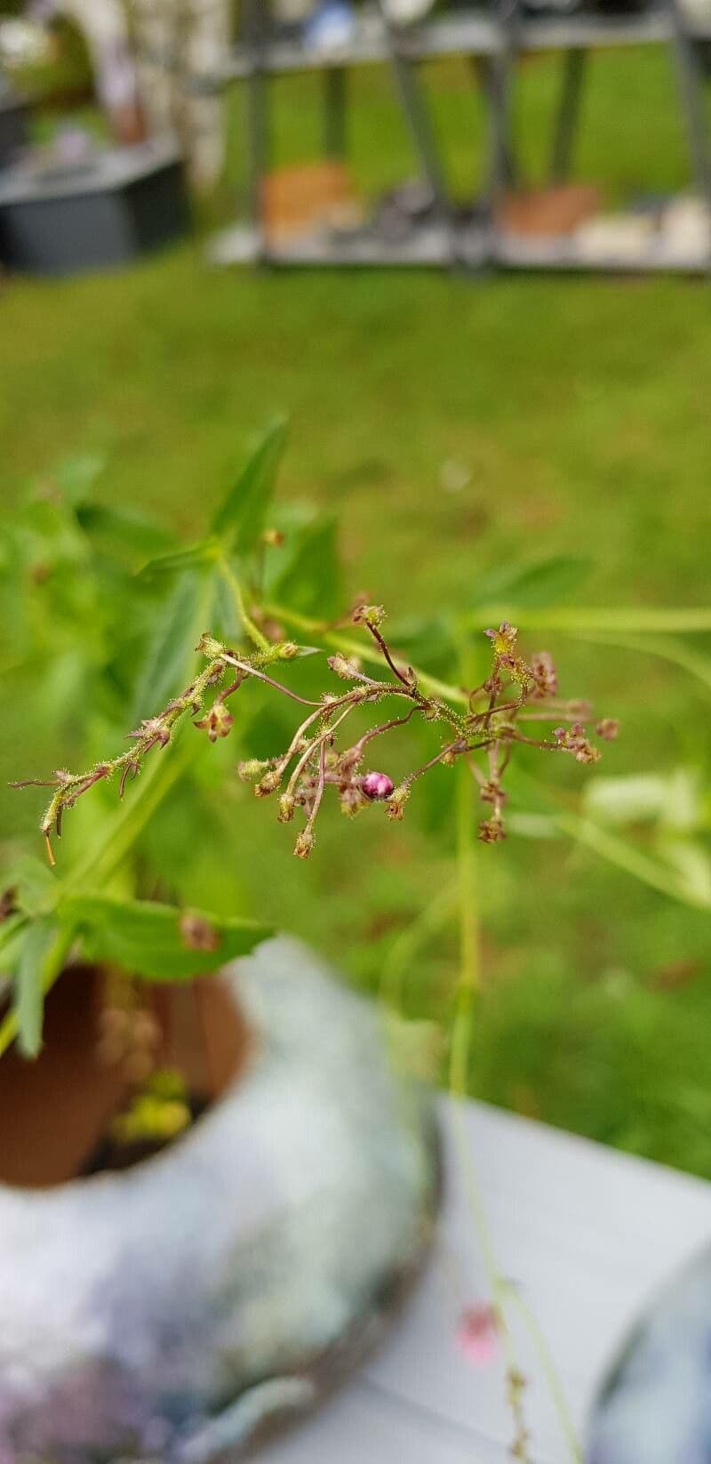 Diascia 3
