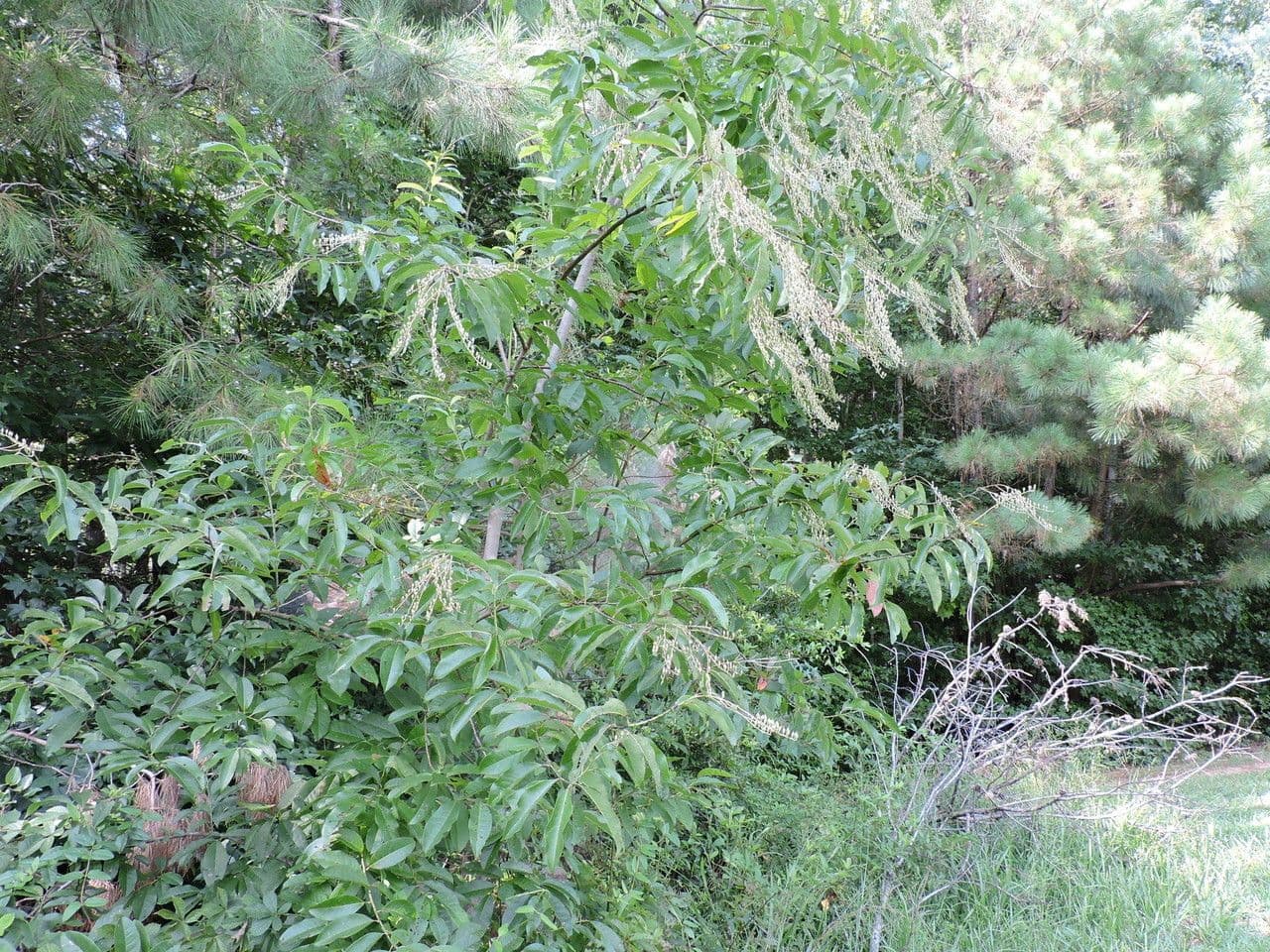 Oxydendrum 13
