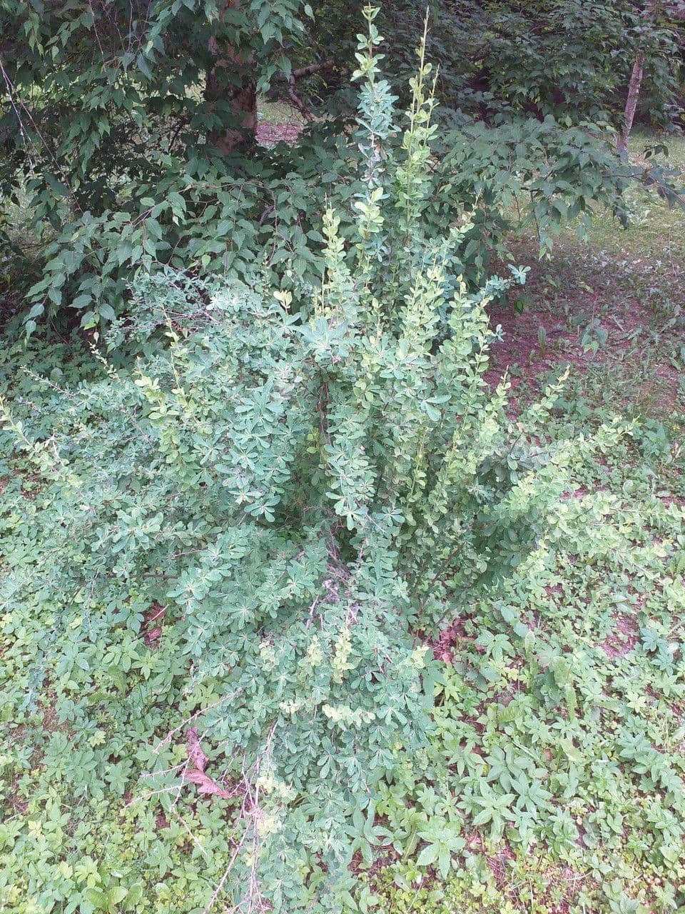 Berberys syberyjski