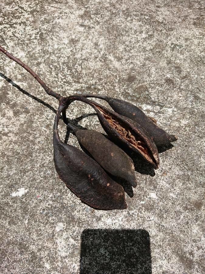 Brachychiton klonolistny 3
