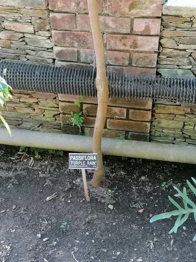 Passiflora ametista 15