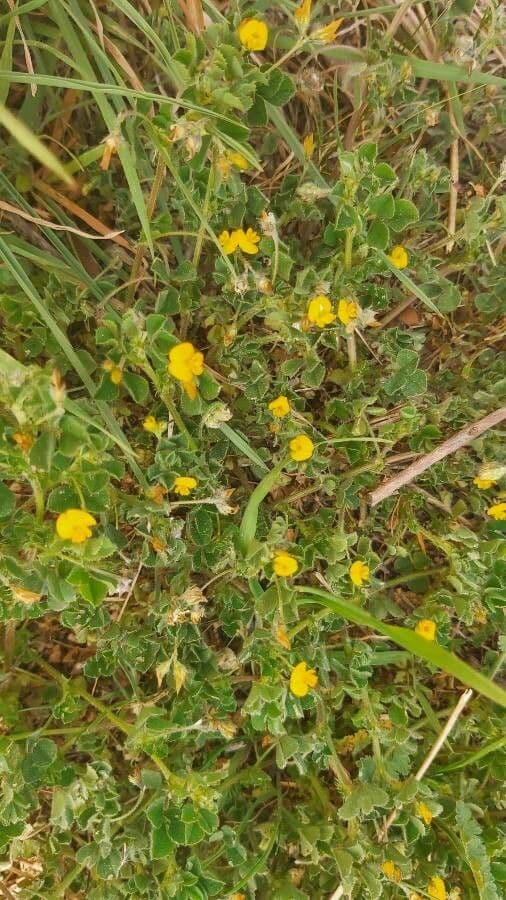 Erba medica minima 18