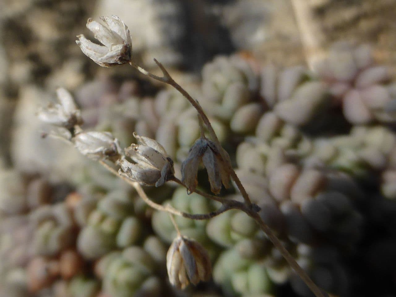 Borracina cinerea 3