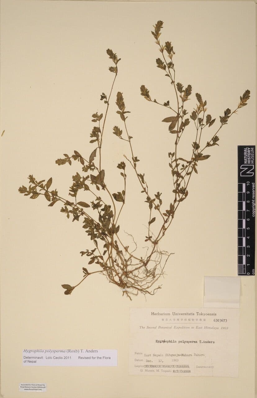 Hygrophila polysperma 10