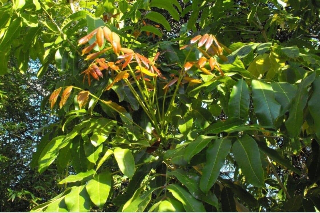 Mahagoni 3