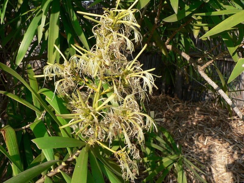 Dracena 6