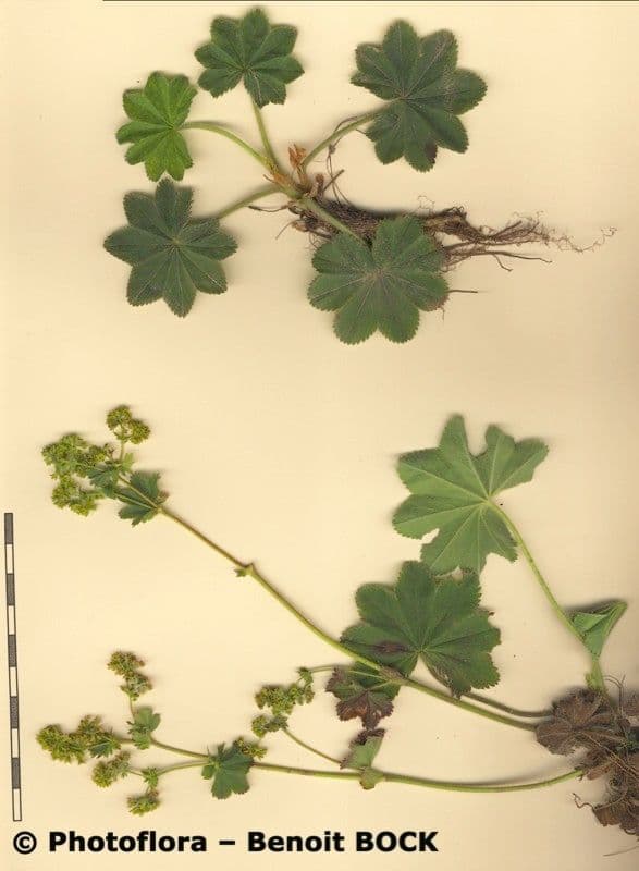 Przywrotnik pasterski 25