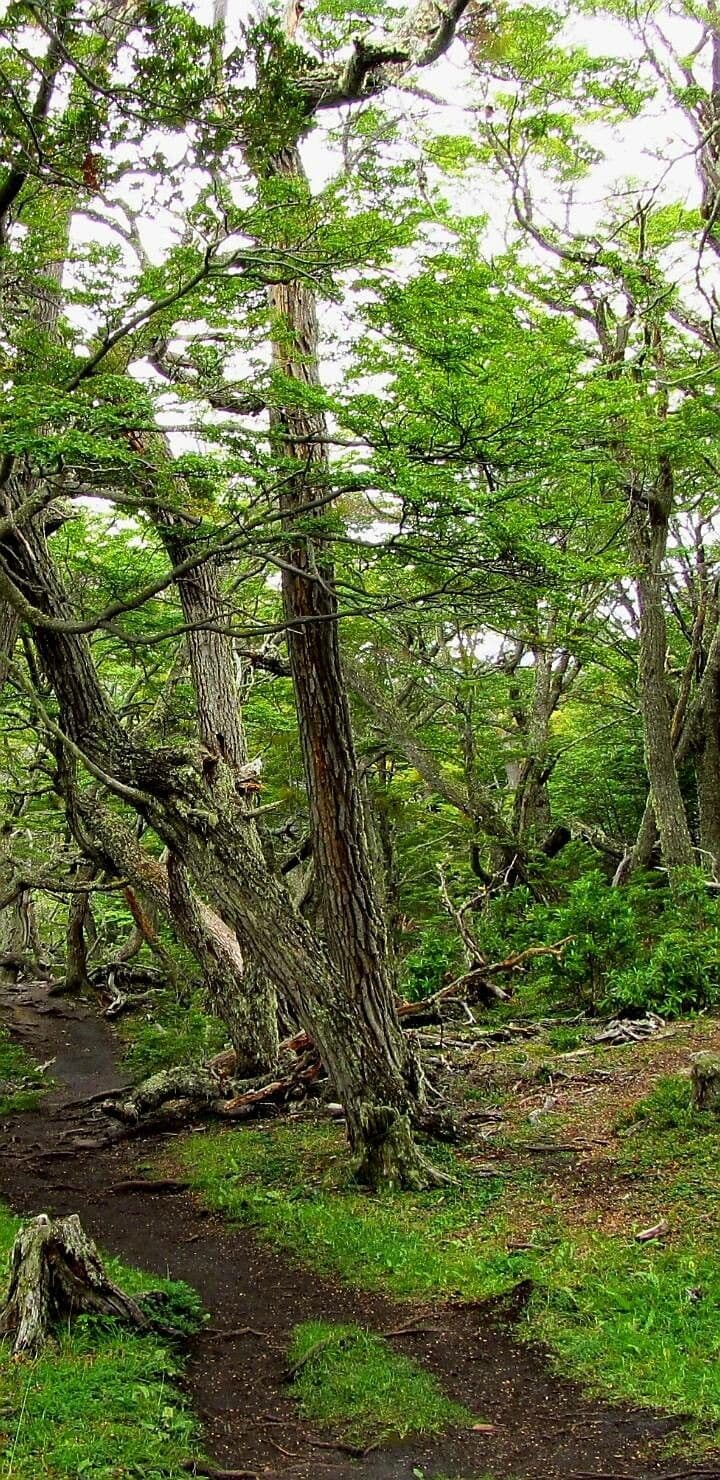 Nothofagus 8