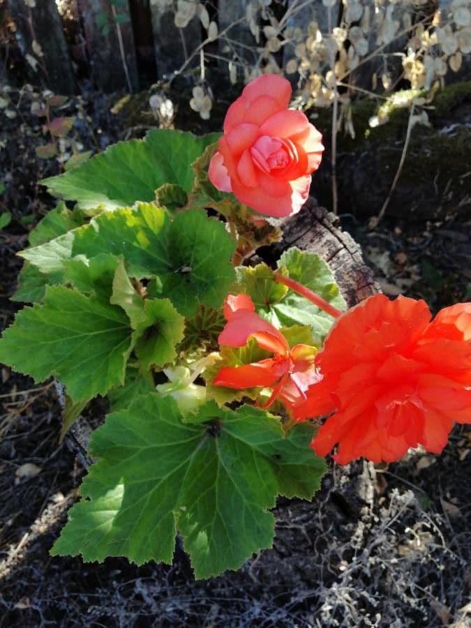 Begonia 3
