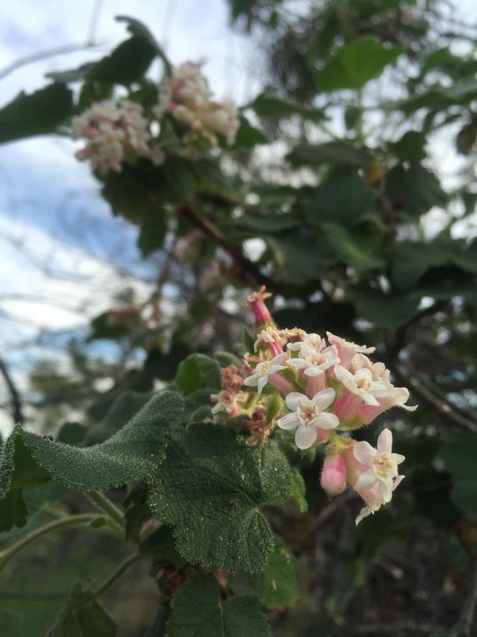 Ribes malvaceo 2