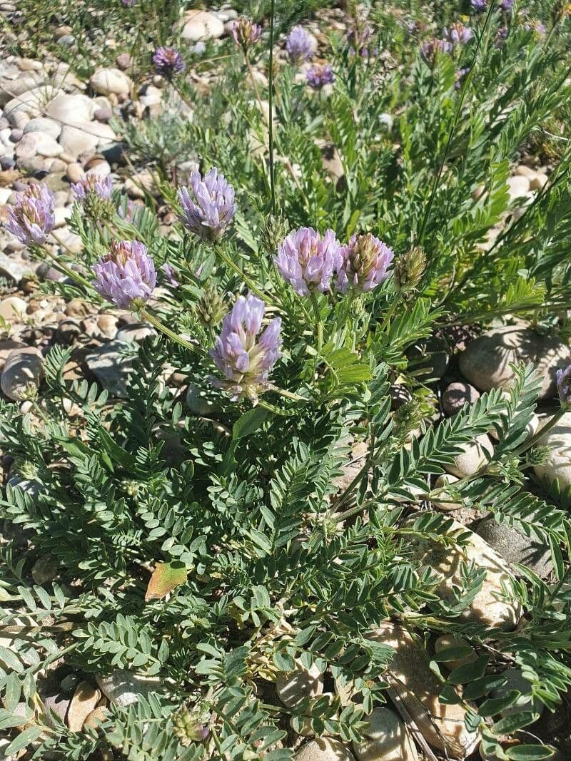 Astragalus 13