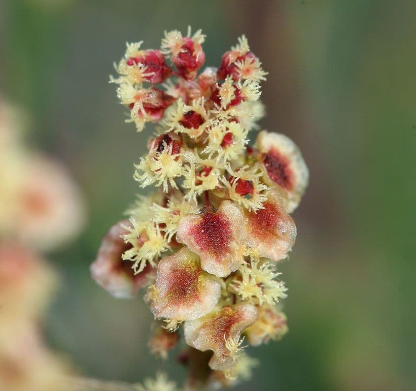 Acetosa alpina 5