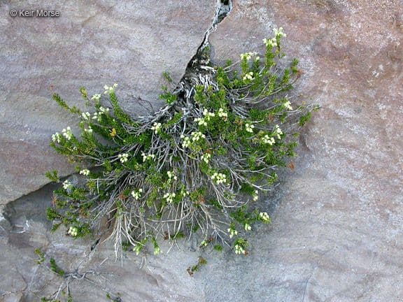 Gelbe Bergheide 8