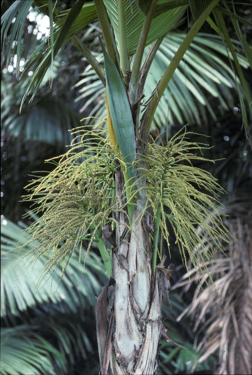 Borsig-Palme 3