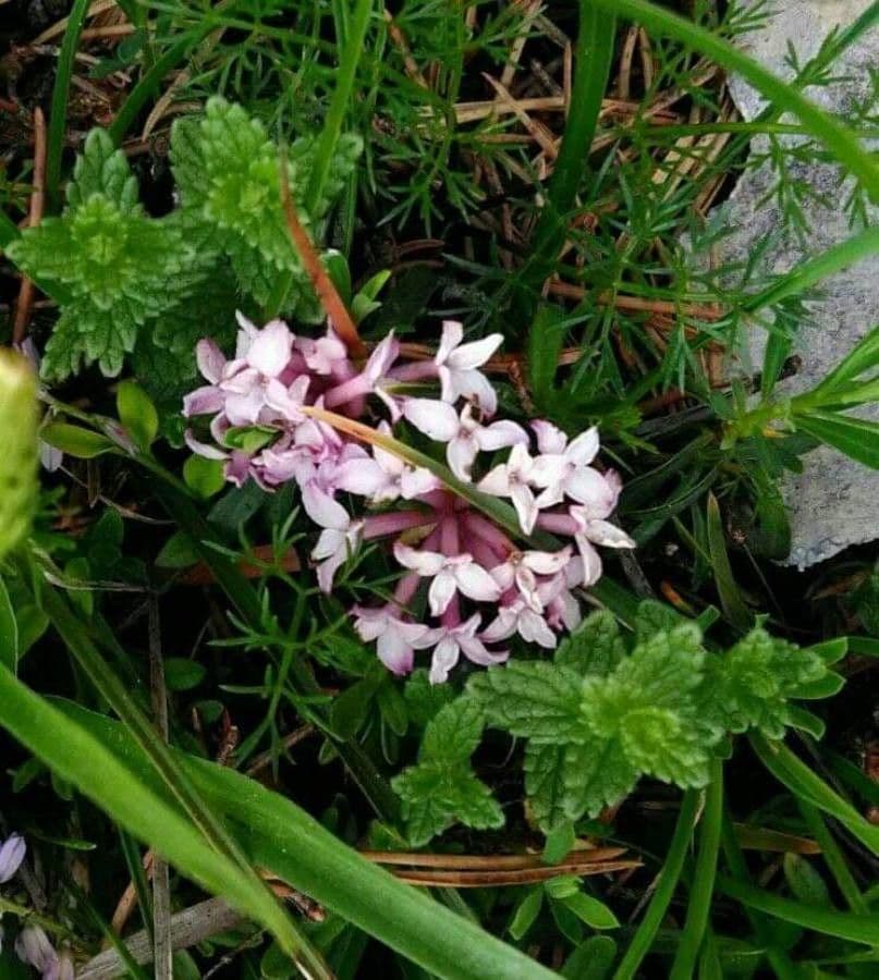 Dafne striata 6