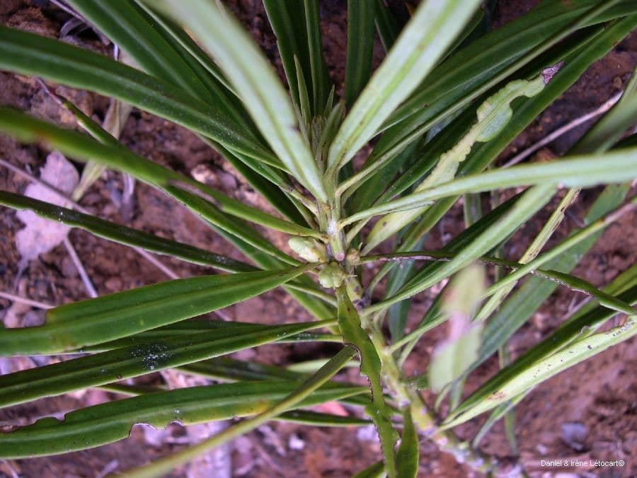 Podocarpus 6