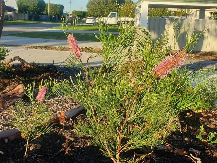 Grevillea 2