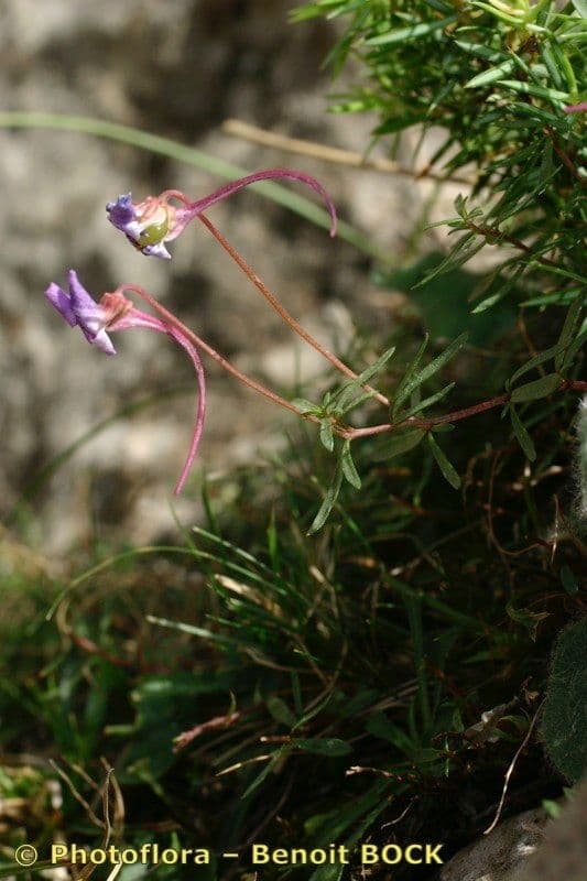 Violette 14