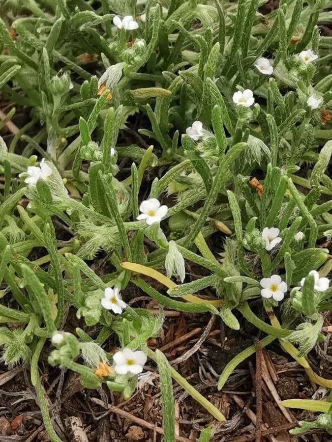 Plagiobothrys bratteato 4