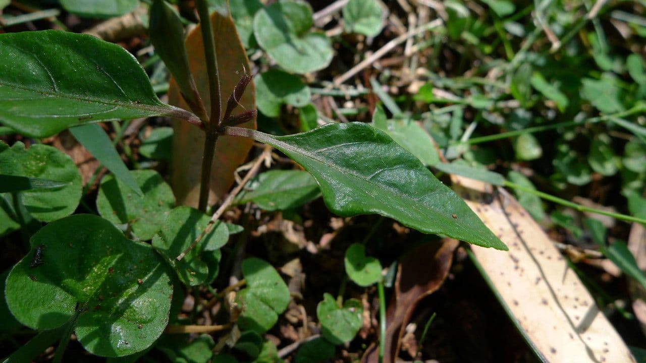 Pseuderanthemum 14