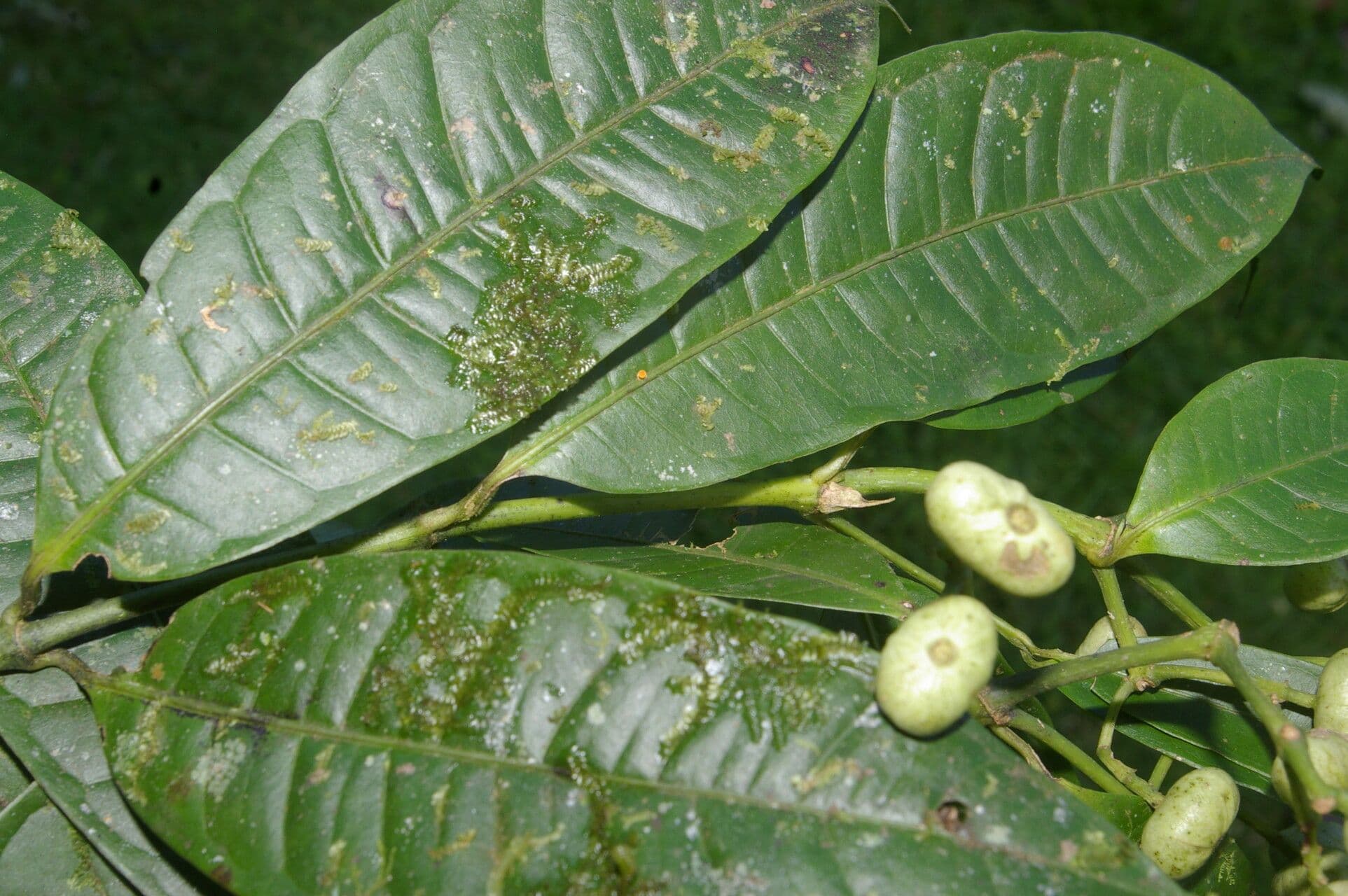 Faramea ghiandolosa 5