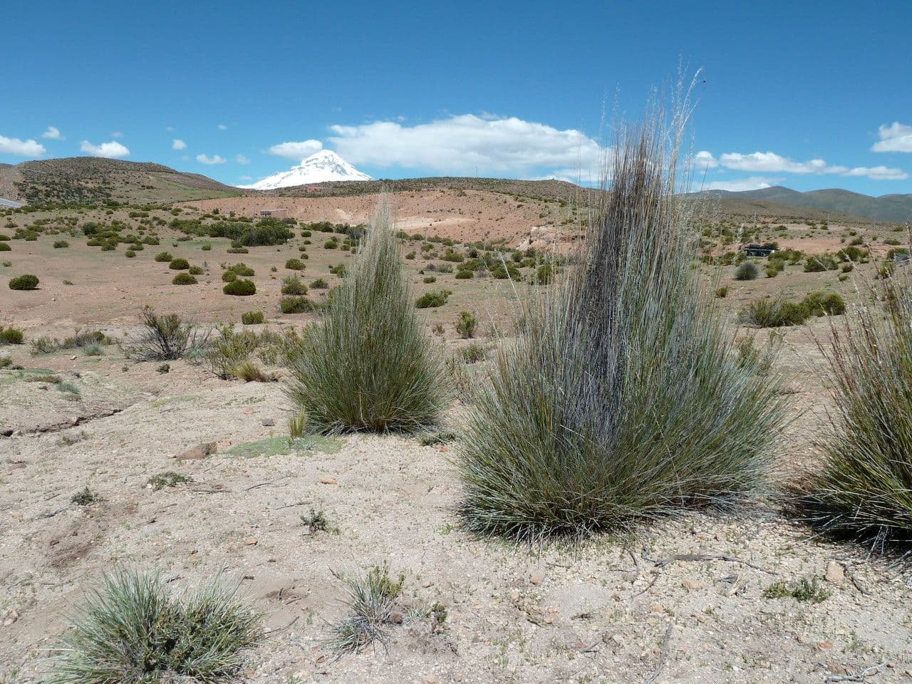 Festuca 2