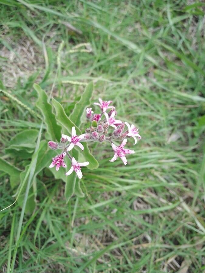 Oxypetalum 6