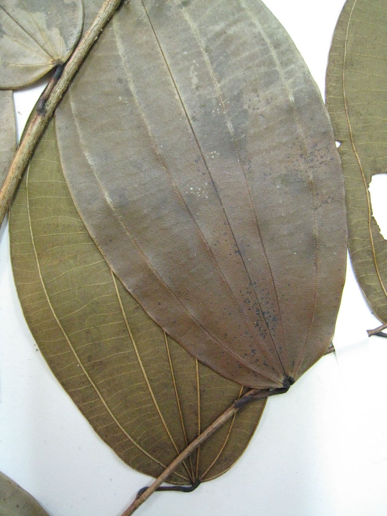 Bauhinia 4