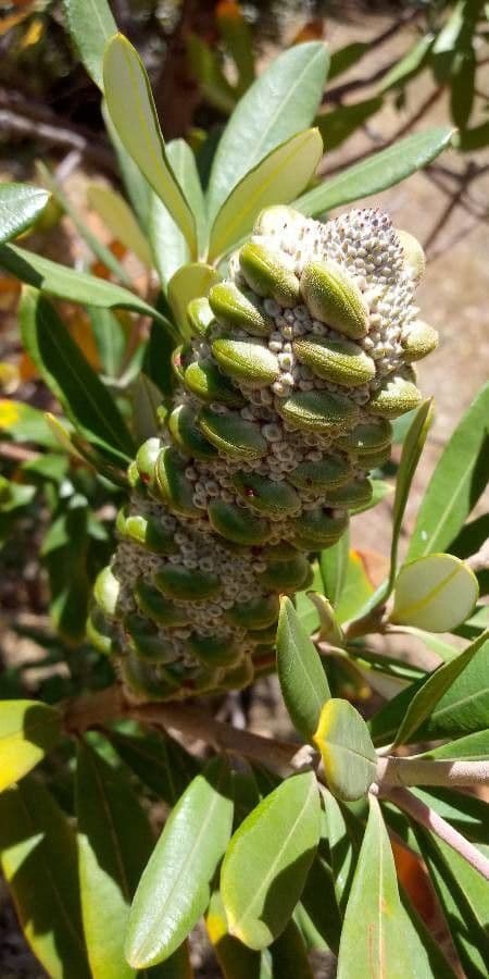 Banksia