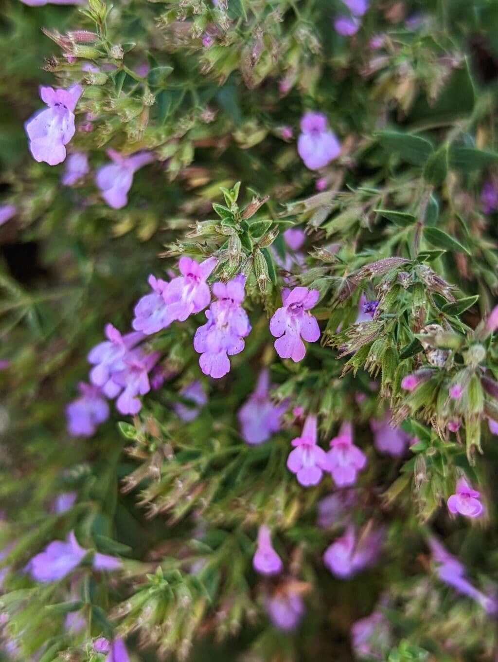 Micromeria 3