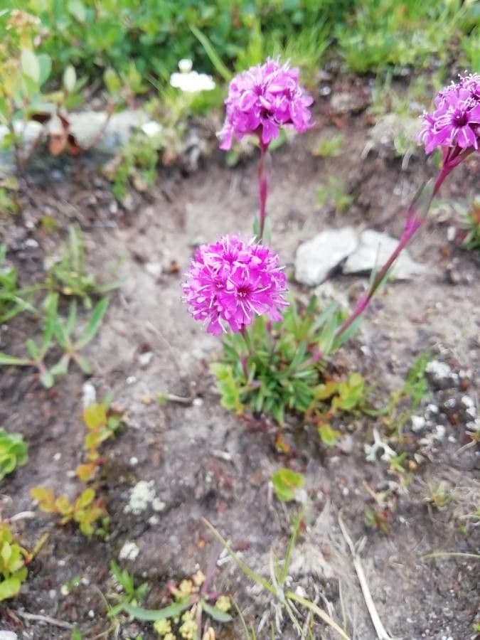 Smolnička alpská 3
