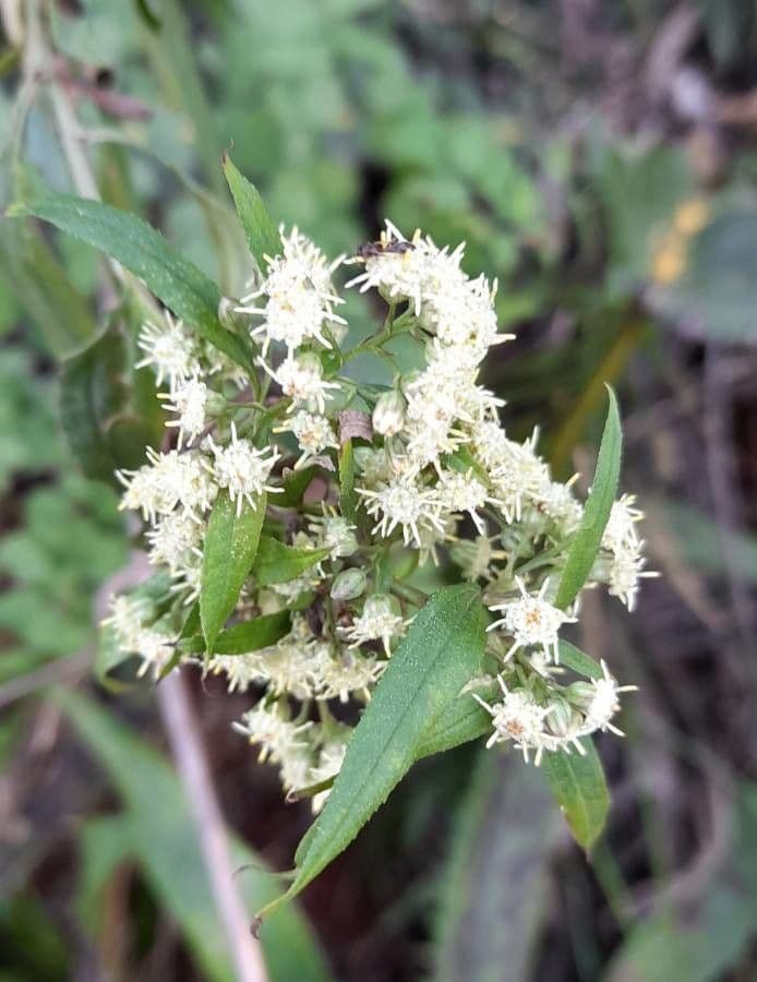 Baccharis 3