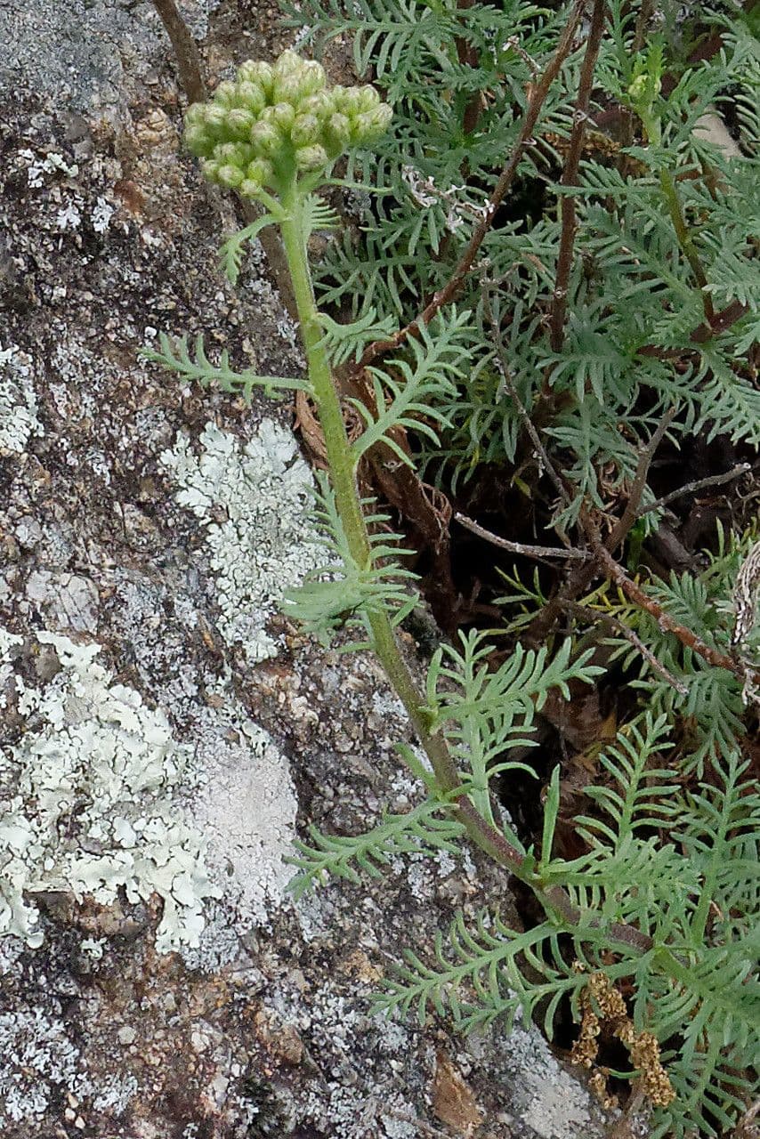 Chamomile-leaved Yarrow 12