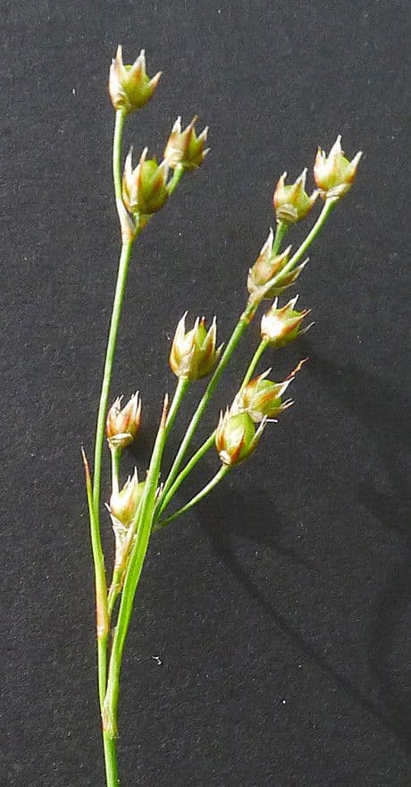 Kosmatka Forstera 22