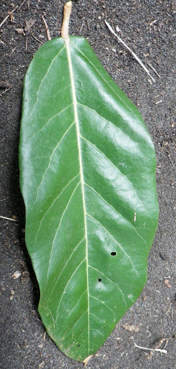 Heritiera 11