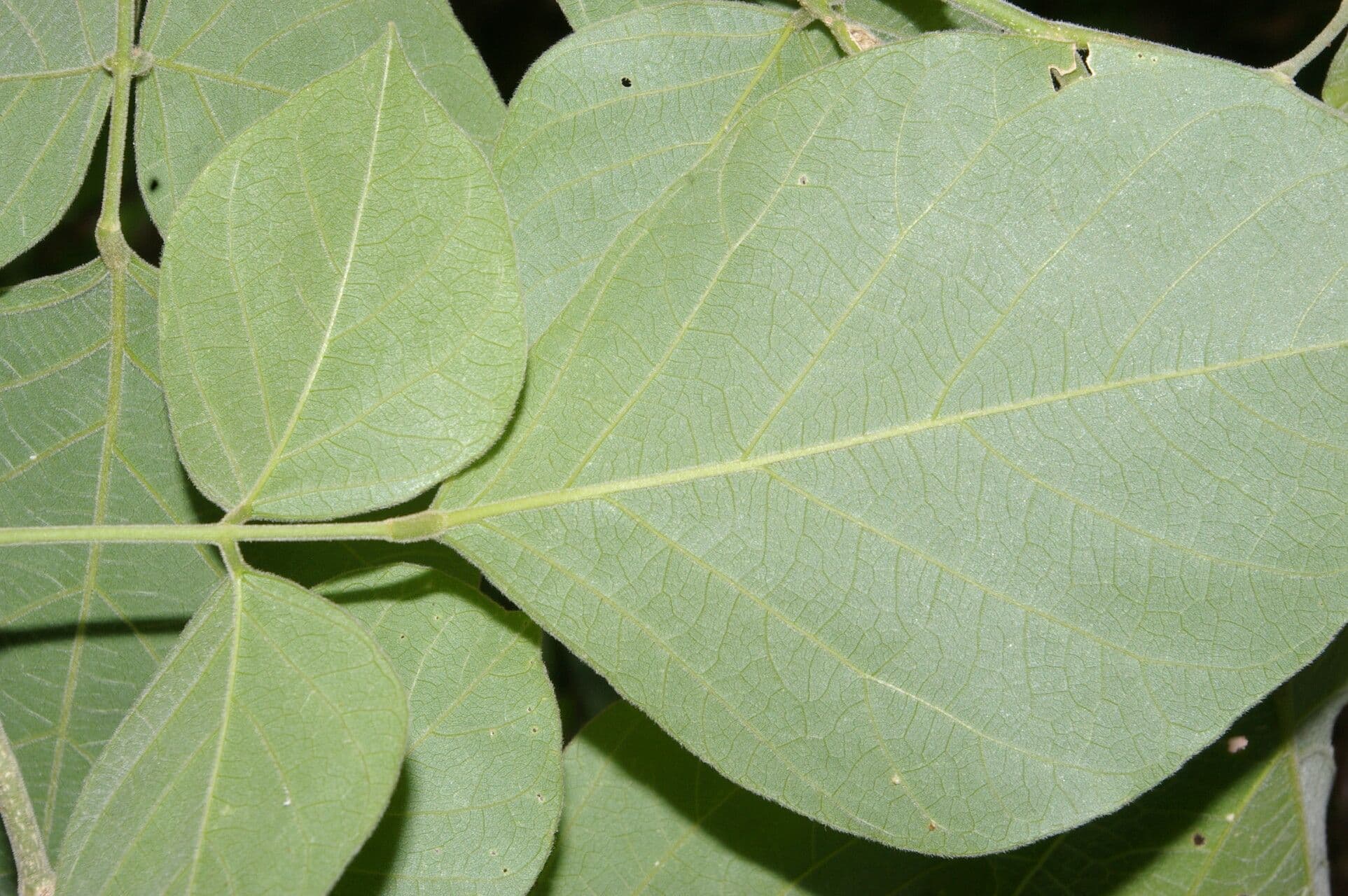 Lonchocarpus 8