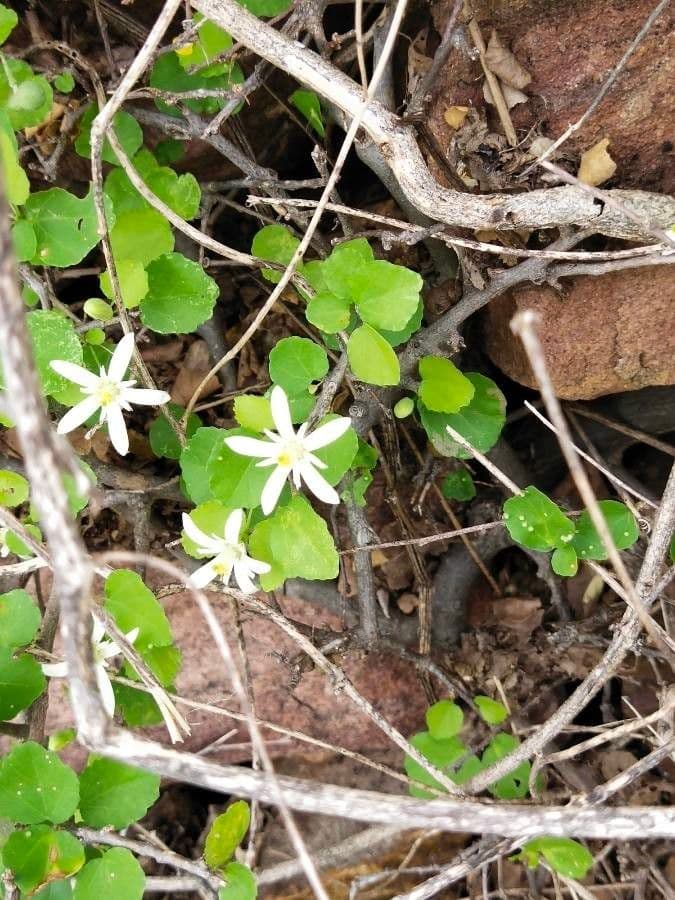 Coptis trifolié 6