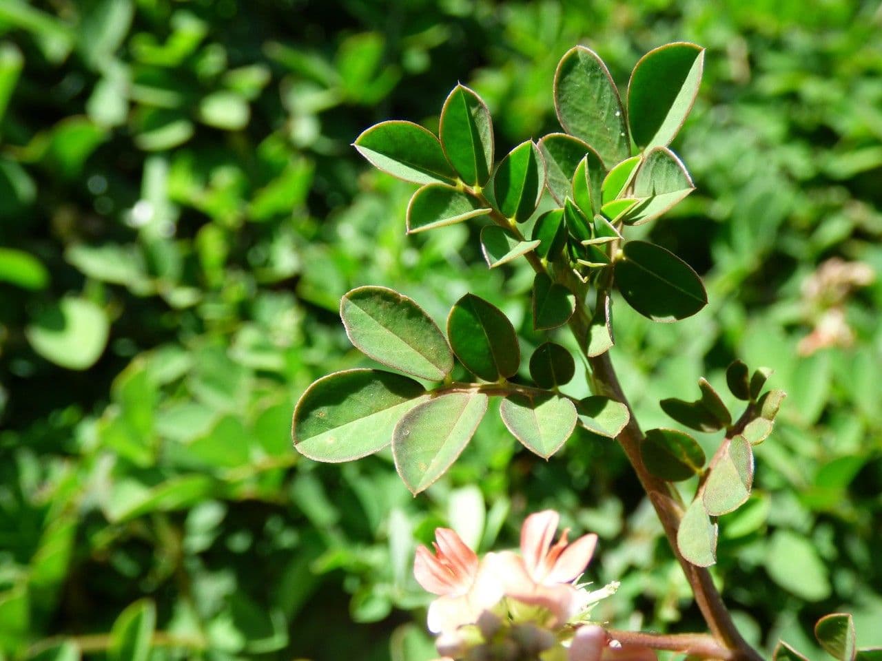 Indigofera hendecaphylla 15