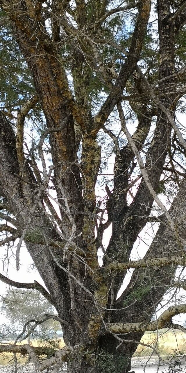 Acacia albida 6