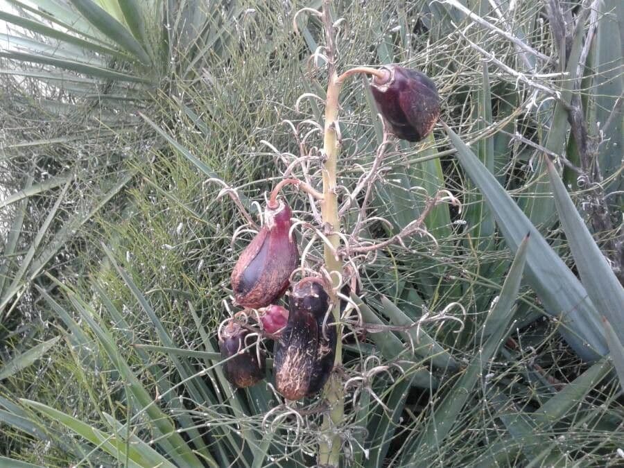 Schopf-Yucca
